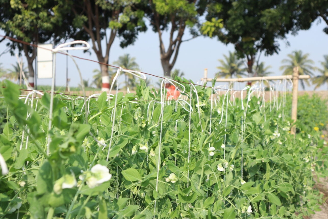Why Every Farmer Needs to Test Soil Before Sowing