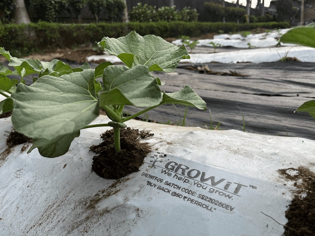 Transforming Indian Agriculture with Protective Farming