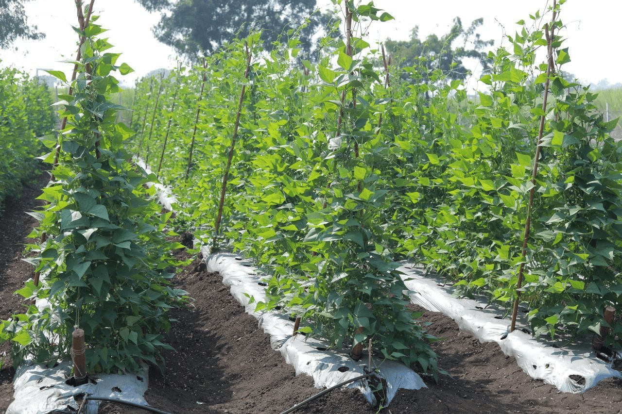 Transforming Indian Agriculture with Protective Farming